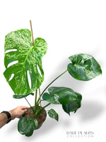 Monstera Bulbasaur L