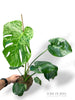 Monstera Bulbasaur L