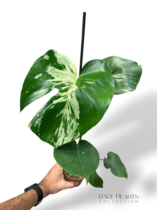 Monstera Vietcosa (L)