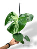 Monstera Vietcosa (L)