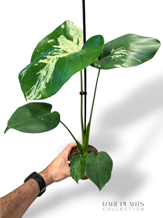 Monstera Vietcosa (L)