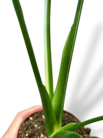 Monstera Vietcosa (L)