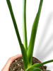 Monstera Vietcosa (L)