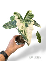 Alocasia Nobilis Pink Variegated