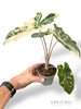 Alocasia Nobilis Pink Variegated