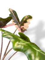 Alocasia Nobilis Pink Variegated