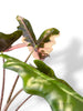 Alocasia Nobilis Pink Variegated