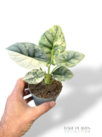 Alocasia Silver Dragon Variegata