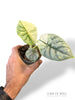 Alocasia Silver Dragon Variegata