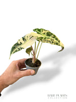 Alocasia Polly Pink Variegated
