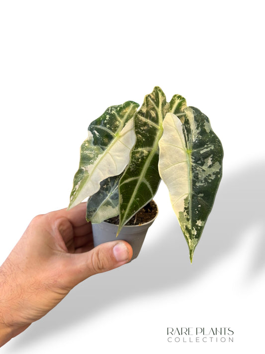 Alocasia Polly Pink Variegata