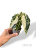 Alocasia Polly Pink Variegated
