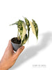 Alocasia Polly Pink Variegated