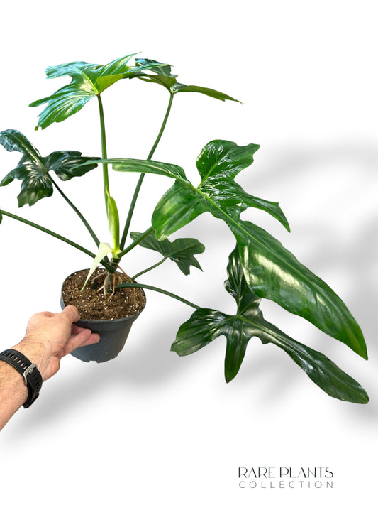 Philodendron Golden Dragon