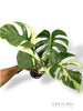 Monstera Jungle Mint