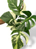 Monstera Jungle Mint