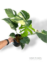 Monstera Jungle Mint