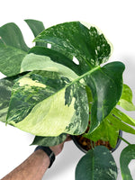 Monstera Jungle Mint
