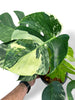 Monstera Jungle Mint