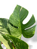 Monstera Jungle Mint