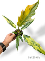 Philodendron Caramel Marble Variegata