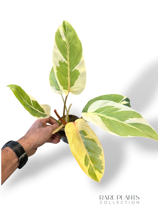 Philodendron Shady Lady