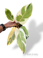 Philodendron Shady Lady