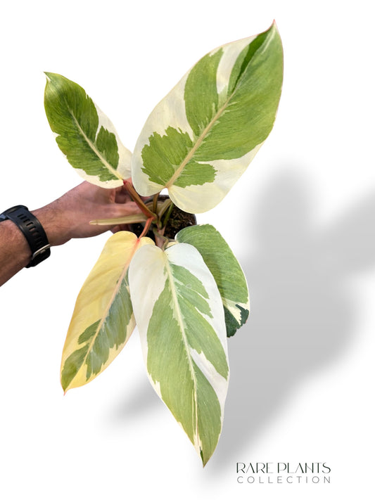 Philodendron Shady Lady