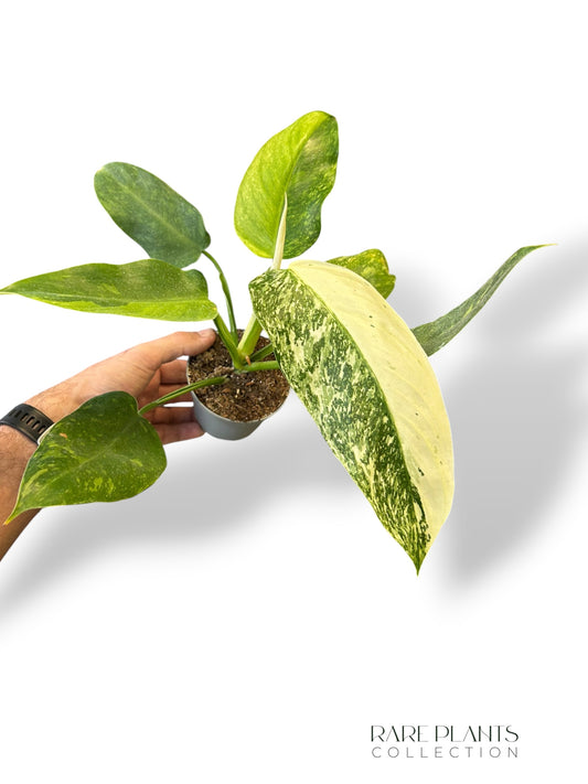 Philodendron José Buono
