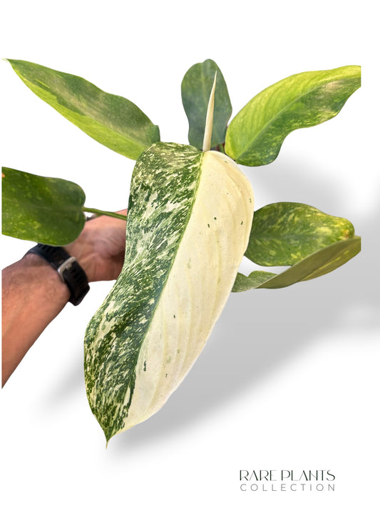 Philodendron José Buono