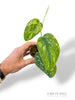 Scindapsus Baticon