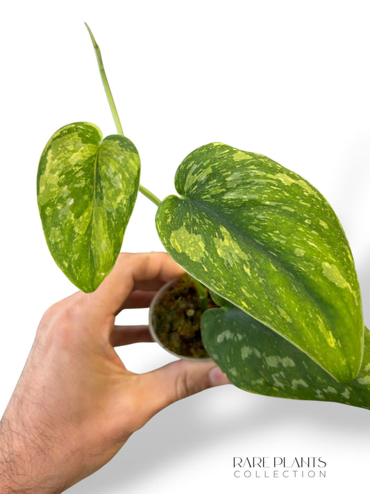 Scindapsus Baticon