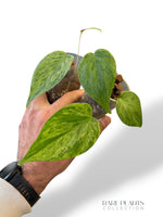 Philodendron Hederaceum Variegata