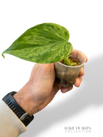Philodendron Hederaceum Variegata