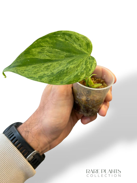 Philodendron Hederaceum Variegata