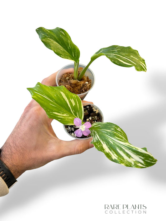 Kaempferia Pulchra Variegata