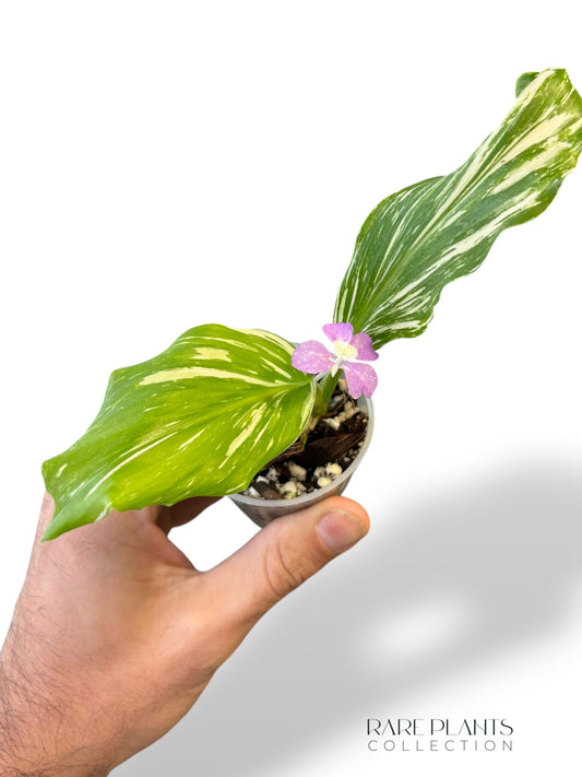 Kaempferia Pulchra Variegata