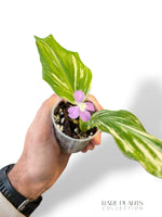 Kaempferia Pulchra Variegata