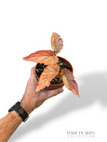 Begonia Polka Pink Dot