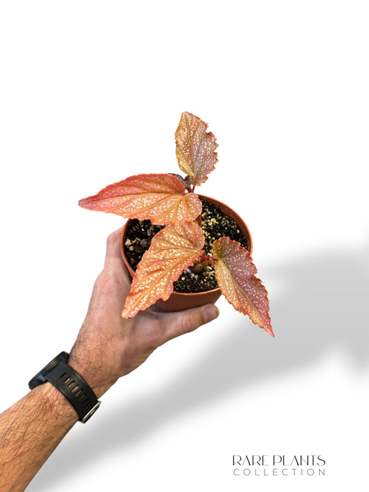 Begonia Polka Pink Dot