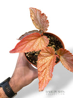 Begonia Polka Pink Dot