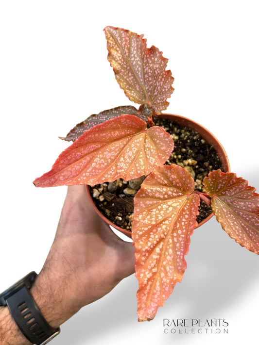 Begonia Polka Pink Dot