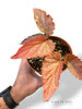 Begonia Polka Pink Dot
