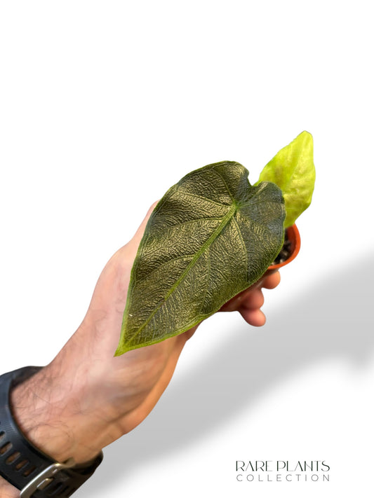 Alocasia Antoro Velvet