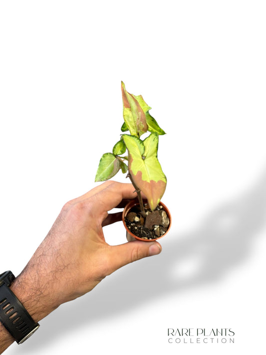 Syngonium Orm Nagpum Variegata