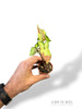 Syngonium Orm Nagpum Variegata
