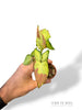 Syngonium Orm Nagpum Variegata