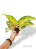 Aglaonema Eyecatcher