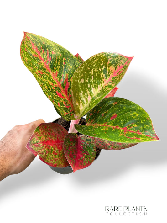 Aglaonema Dunkelrosa Stern