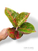 Aglaonema Dunkelrosa Stern